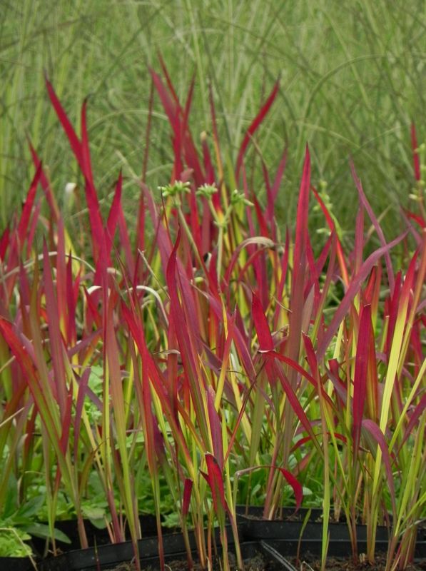 Imperata cylindrica ‘Red Baron’
