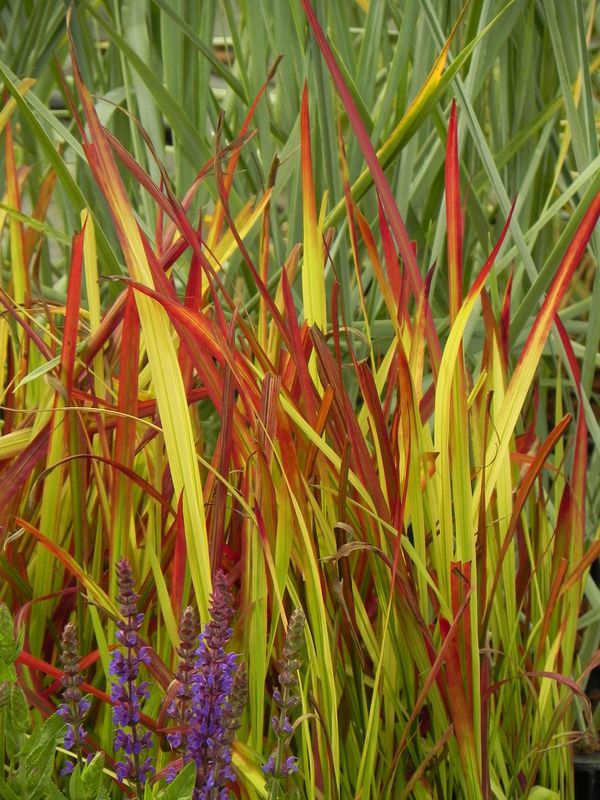 Imperata cylindrica ‘Red Baron’