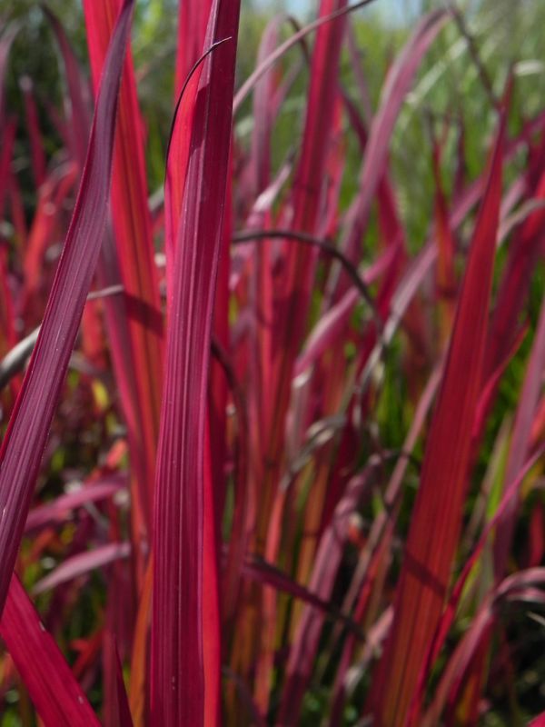 Imperata cylindrica ‘Red Baron’