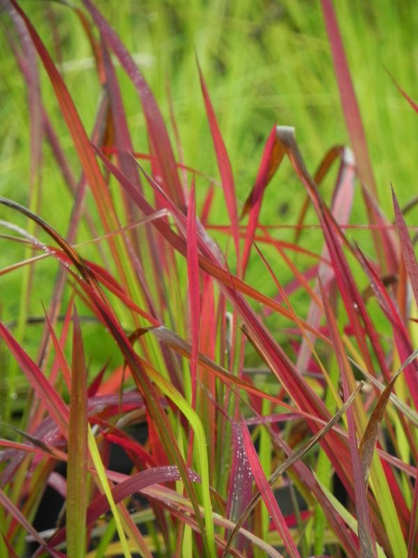 Imperata cylindrica ‘Red Baron’