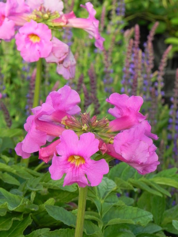 Incarvillea delavayi