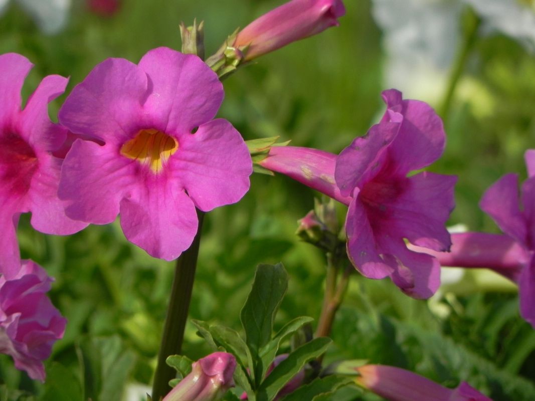 Incarvillea delavayi