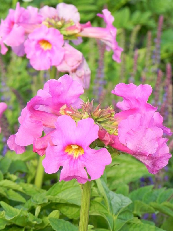 Incarvillea delavayi
