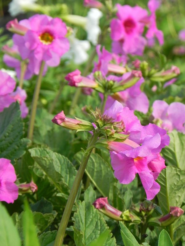 Incarvillea delavayi