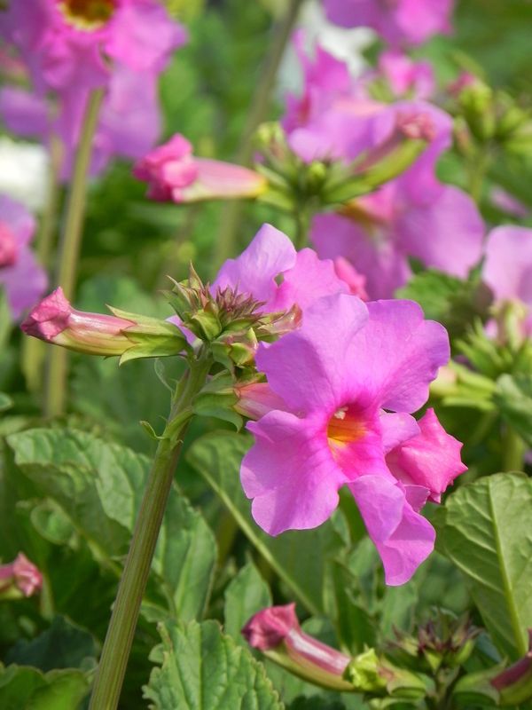 Incarvillea delavayi