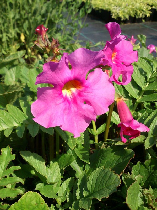 Incarvillea delavayi
