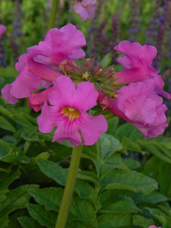 Incarvillea delavayi