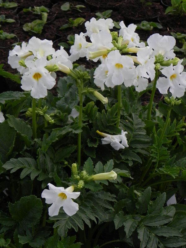 Incarvillea delavayi ‘Snowtop’