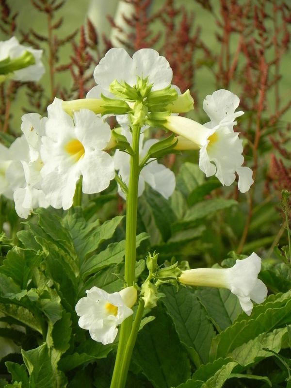 Incarvillea delavayi ‘Snowtop’