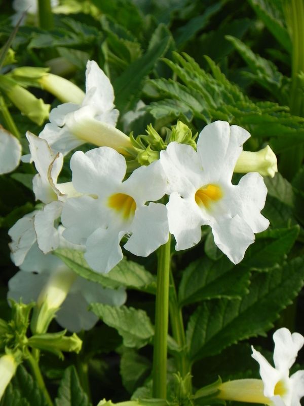 Incarvillea delavayi ‘Snowtop’