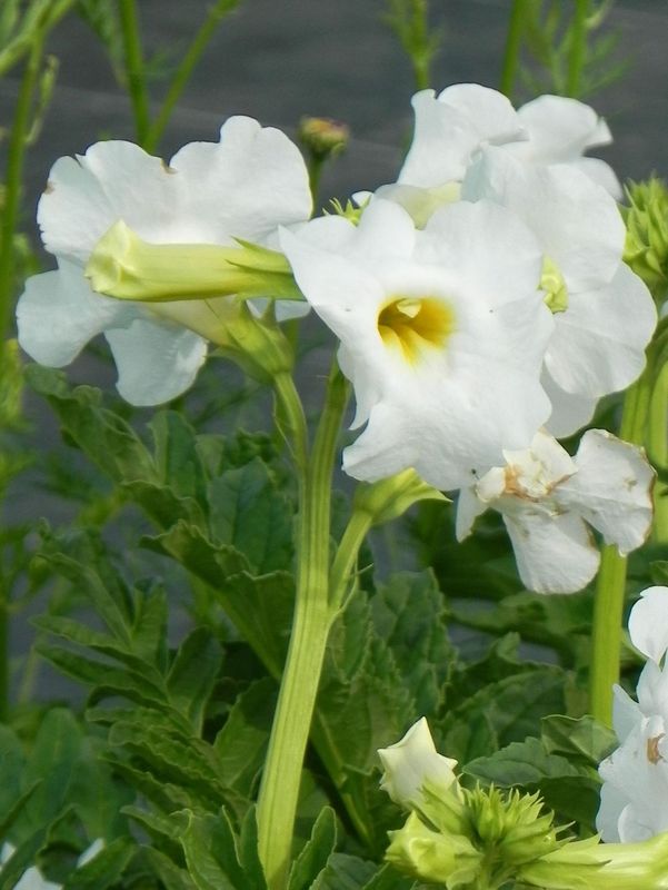 Incarvillea delavayi ‘Snowtop’