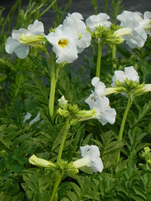 Incarvillea delavayi ‘Snowtop’