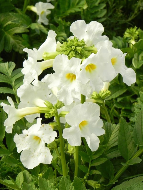 Incarvillea delavayi ‘Snowtop’
