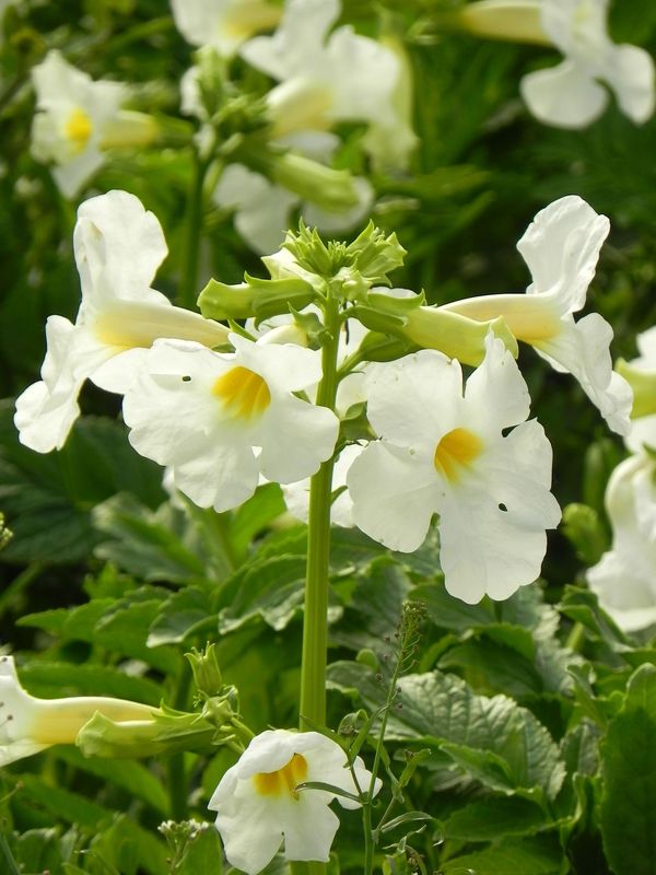 Incarvillea delavayi ‘Snowtop’
