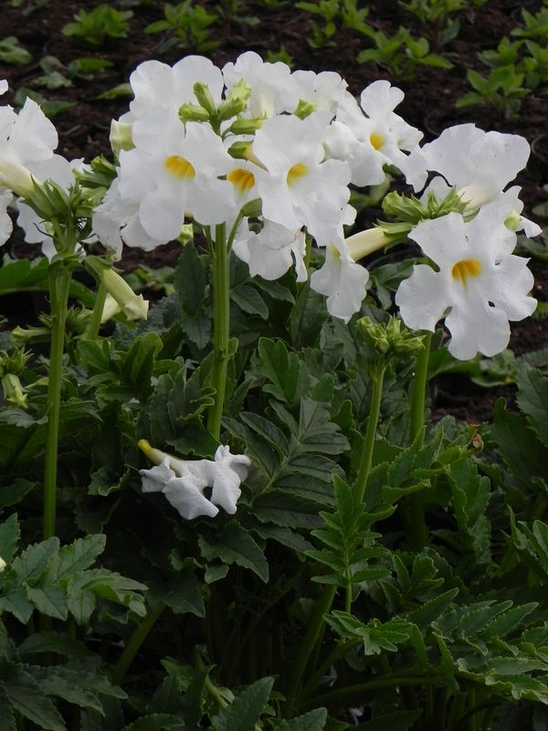 Incarvillea delavayi ‘Snowtop’
