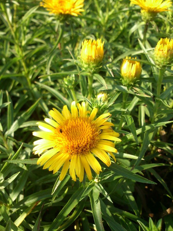 Inula ensifolia