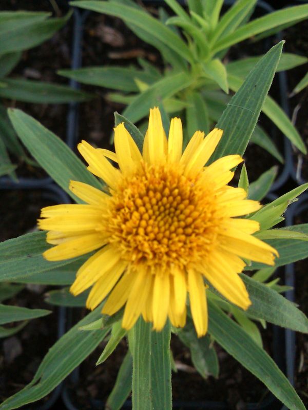 Inula ensifolia