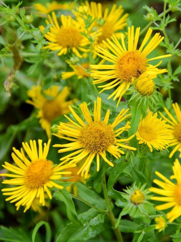 Inula helenium