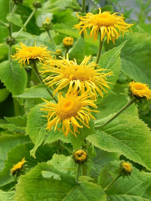 Inula magnifica