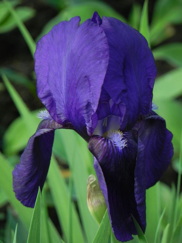 Iris germanica ‘Black Knight’