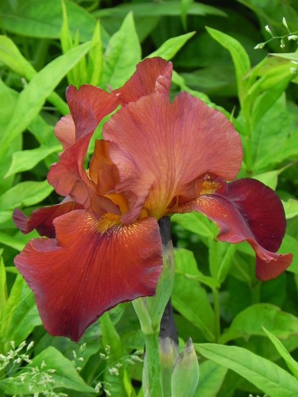 Iris germanica ‘Sultan`s Palace’