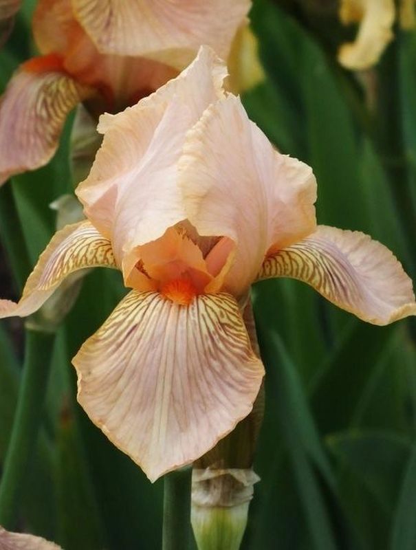 Iris germanica ‘Edward of Windsor’
