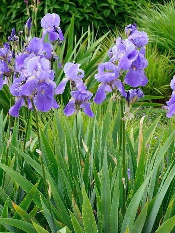 Iris germanica ‘Empress Of India’