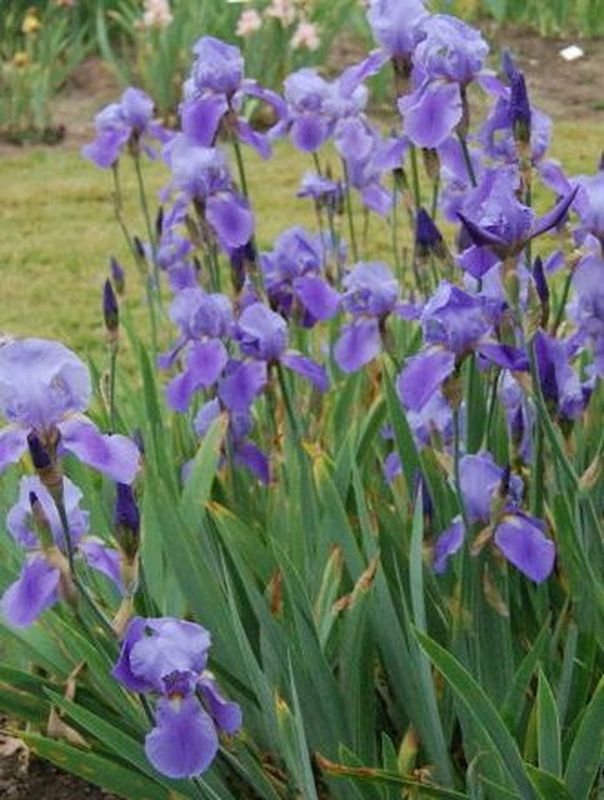 Iris germanica ‘Blue Rhythm’
