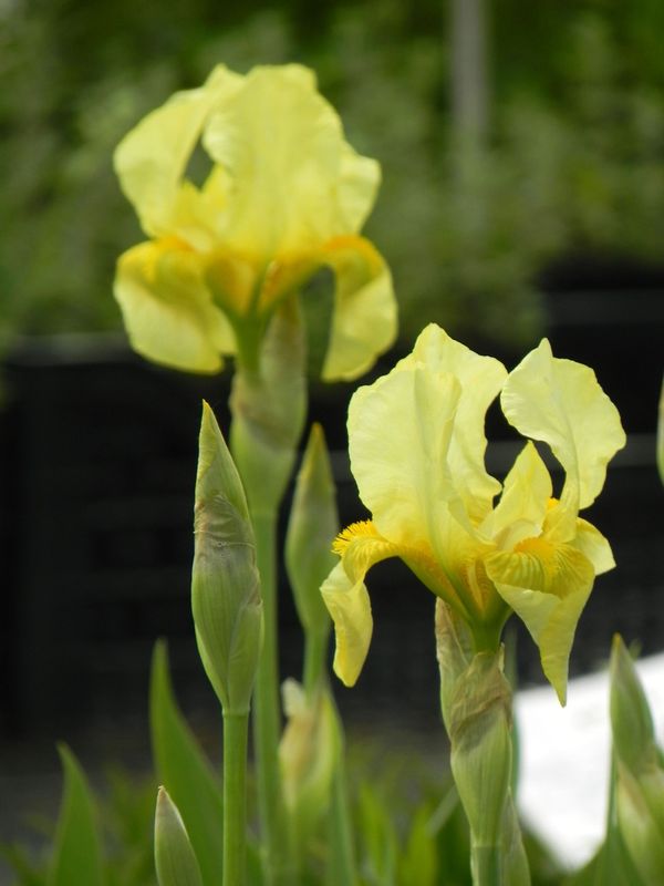 Iris germanica ‘Lime Fizz’