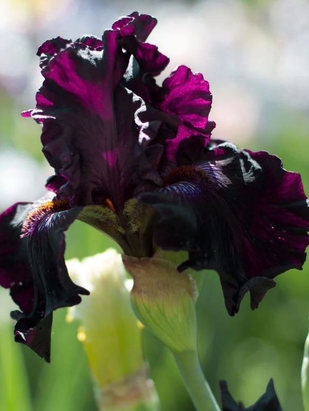 Iris germanica ‘Superstition’