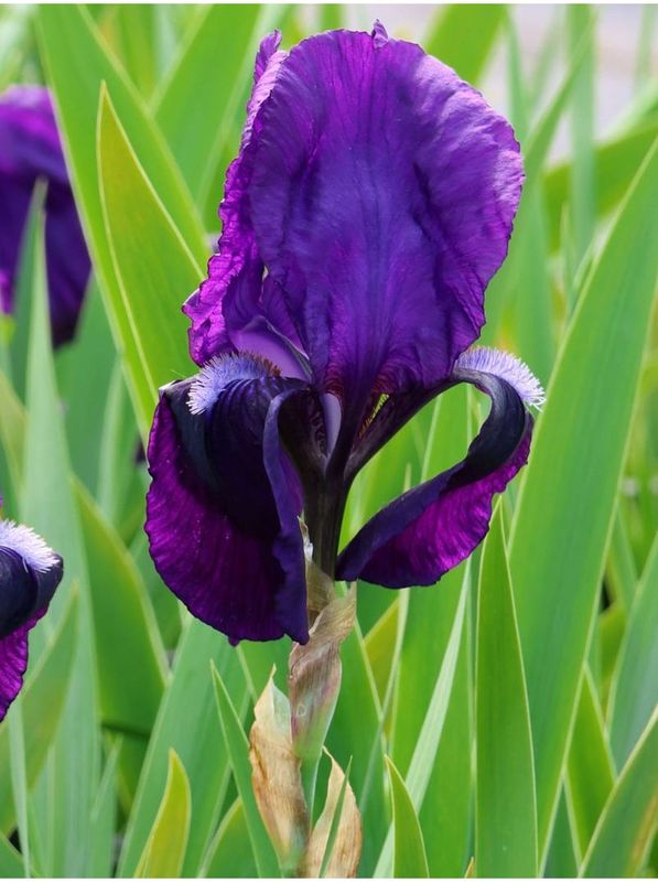 Iris germanica ‘Dark Triumph’