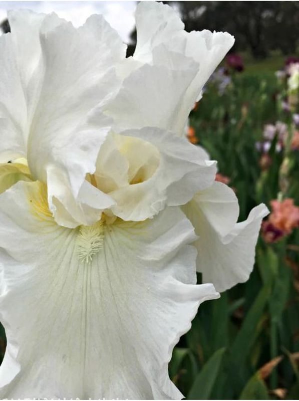 Iris germanica ‘Ledas Lover’