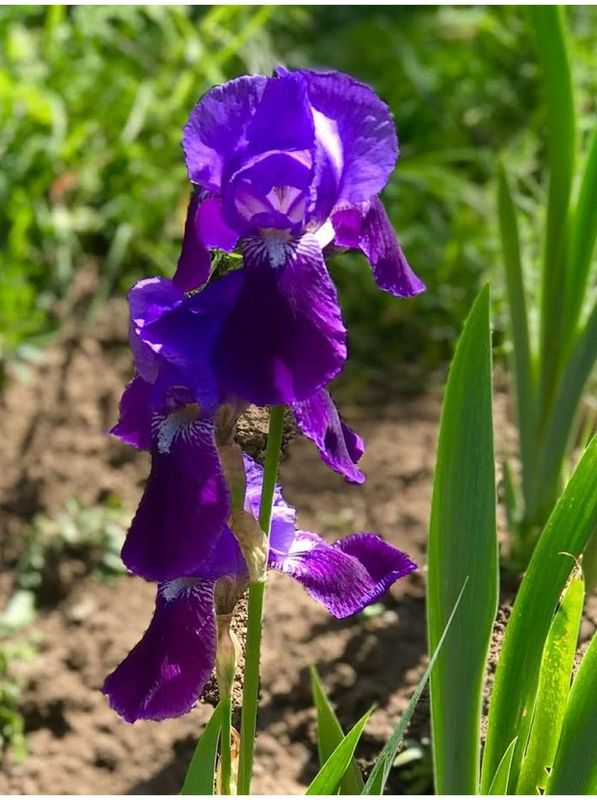Iris germanica ‘Eleonor Roosevelt’
