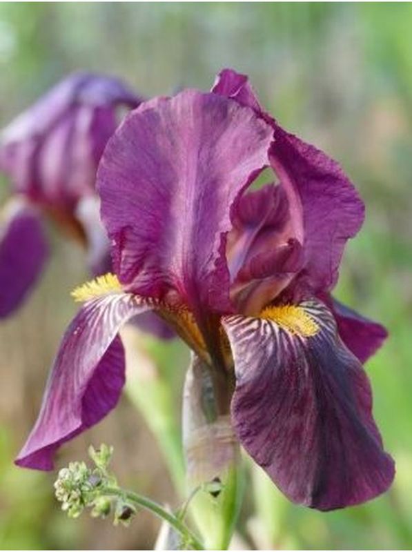 Iris germanica ‘Sarah Elizabeth’