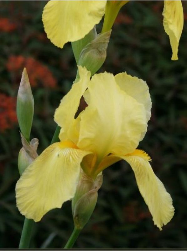 Iris germanica ‘St. Crispin’