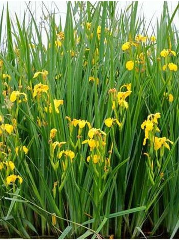 Iris pseudacorus