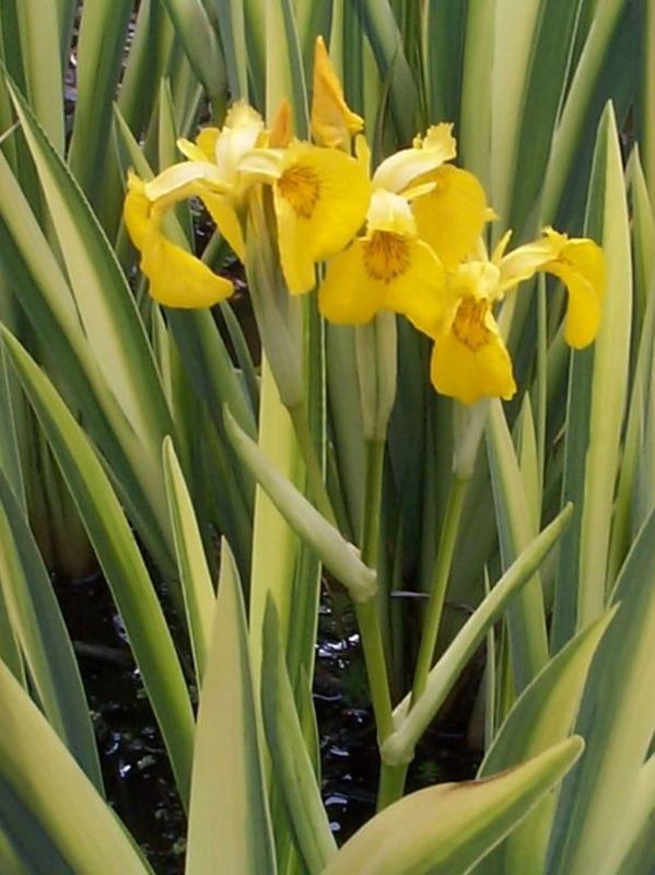 Iris pseudacorus ‘Variegata’