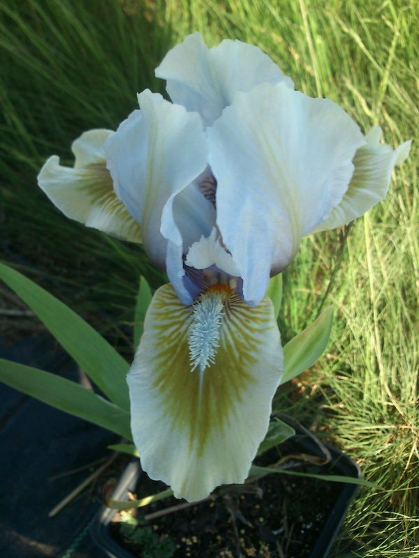 Iris pumila ‘Alsterquelle’