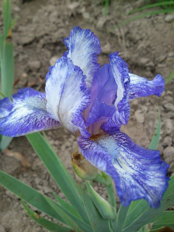 Iris pumila ‘Petite Polka’