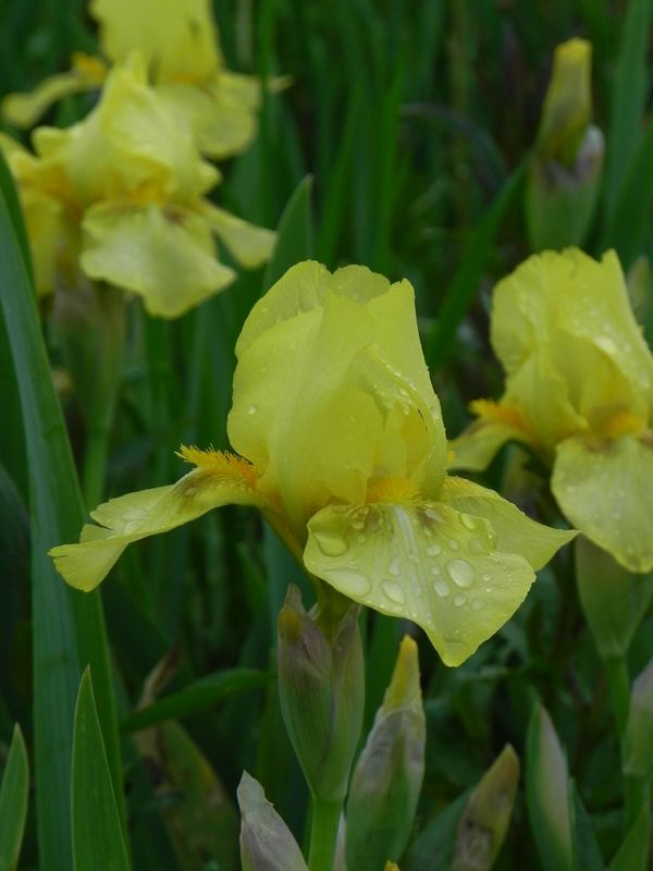 Iris pumila ‘Ritz’
