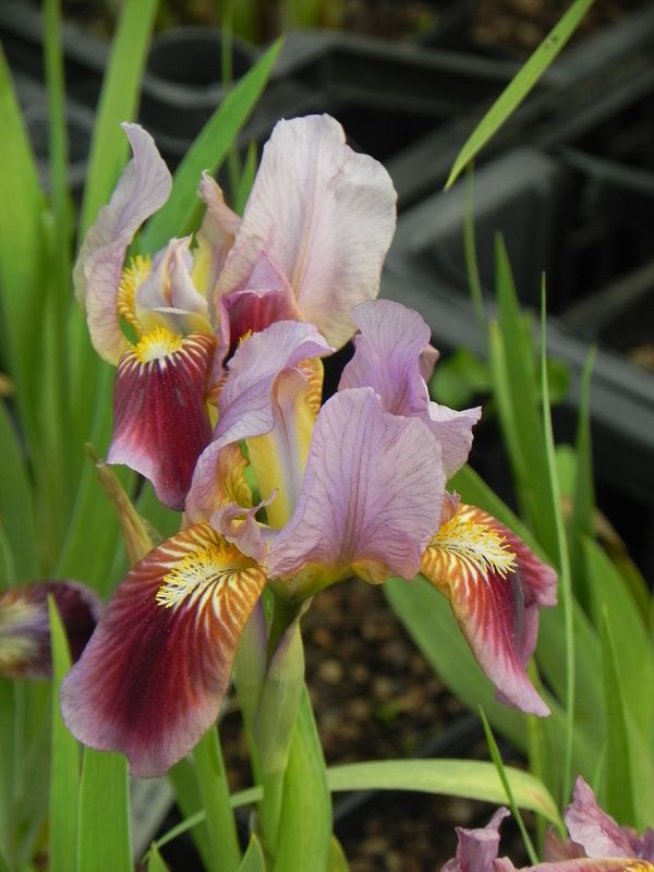 Iris pumila ‘Cherry Garden’