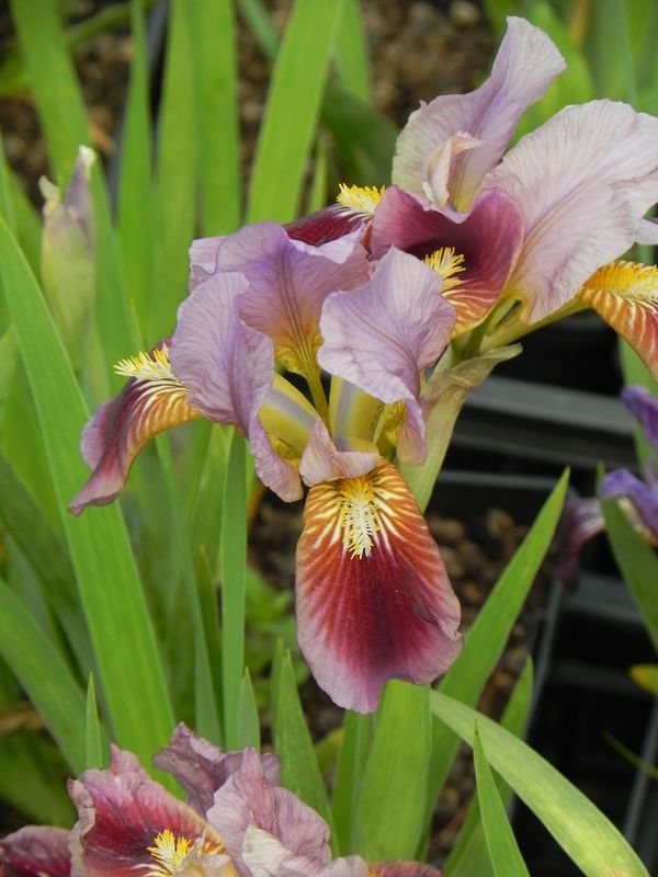 Iris pumila ‘Cherry Garden’
