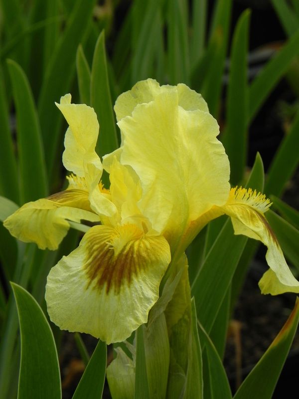 Iris pumila ‘Gleaming Gold’