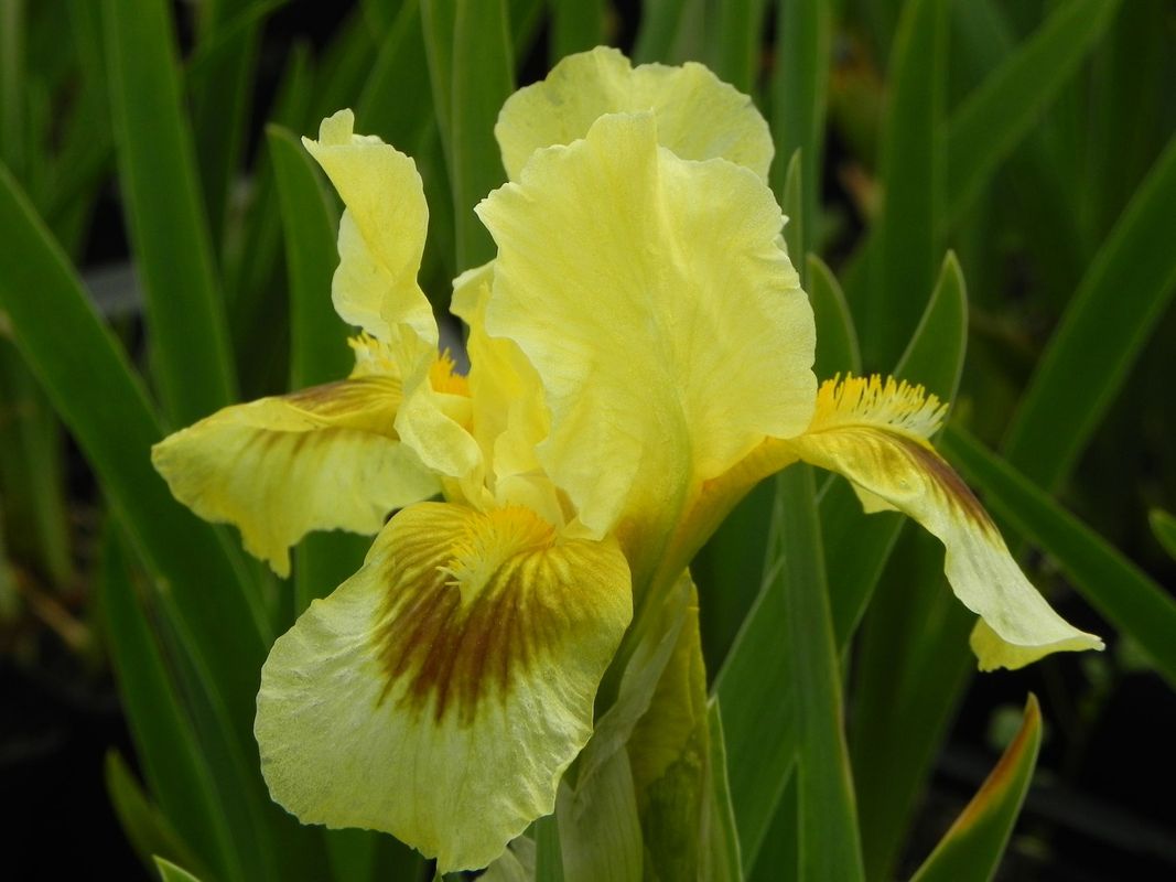 Iris pumila ‘Gleaming Gold’