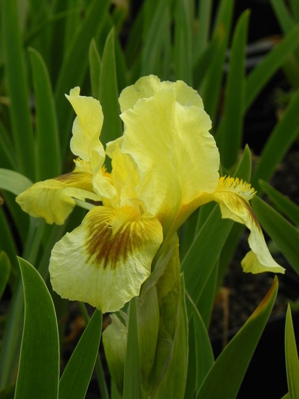 Iris pumila ‘Gleaming Gold’