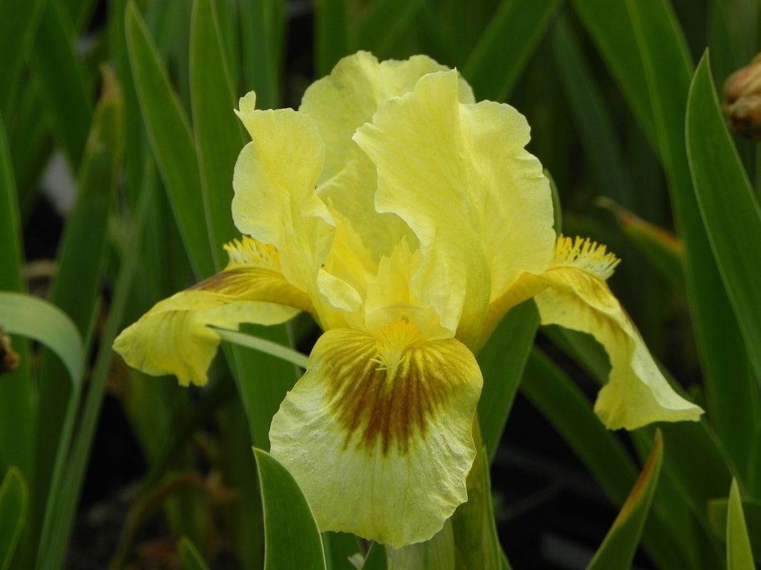 Iris pumila ‘Gleaming Gold’