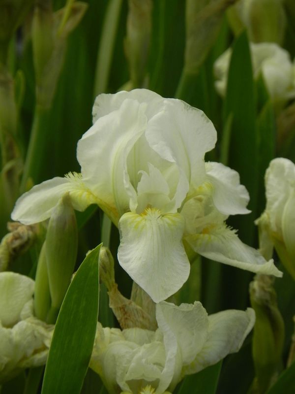 Iris pumila ‘Schwanensee’
