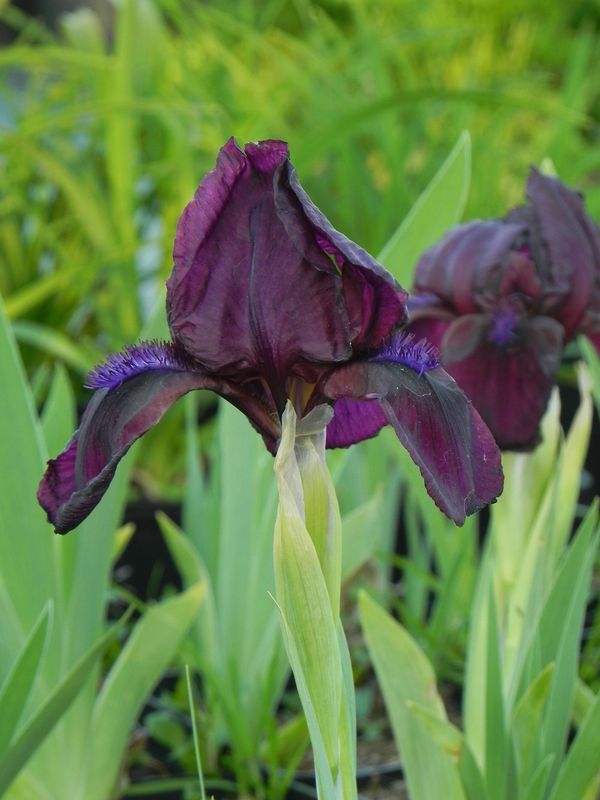 Iris pumila ‘Pastel Charm’
