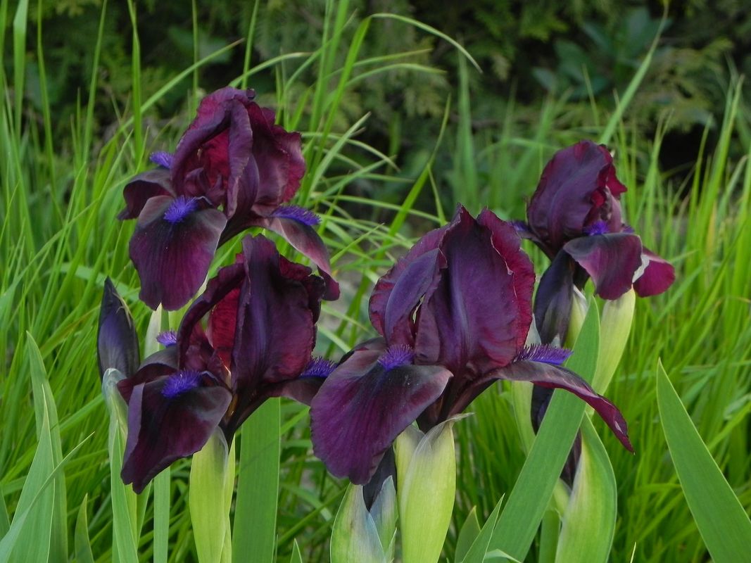 Iris pumila ‘Pastel Charm’