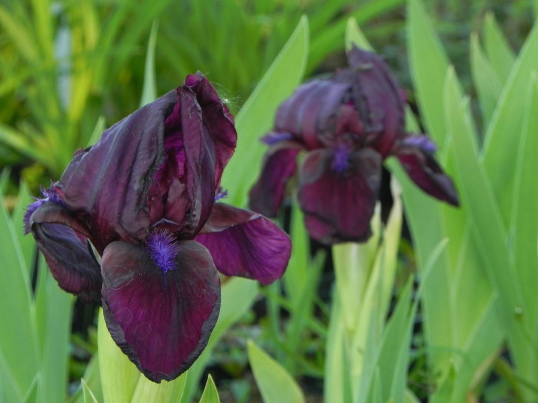 Iris pumila ‘Pastel Charm’